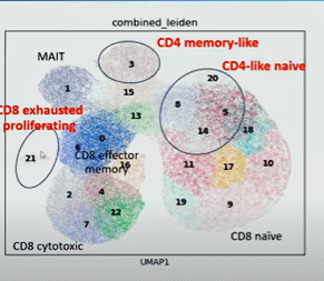 CD8 cell types
